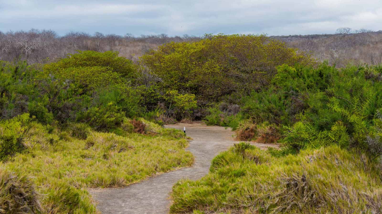 Urbina Bay, Isabela island, galapagos