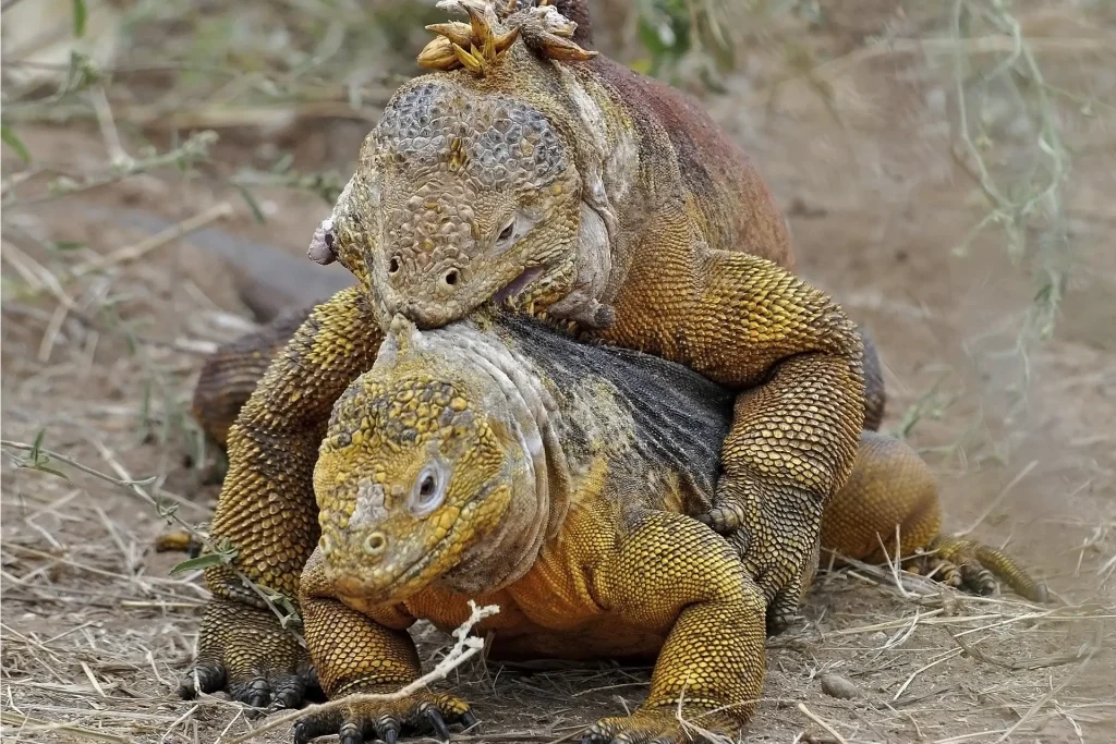 Yellow land iguanas mating | Galápagos