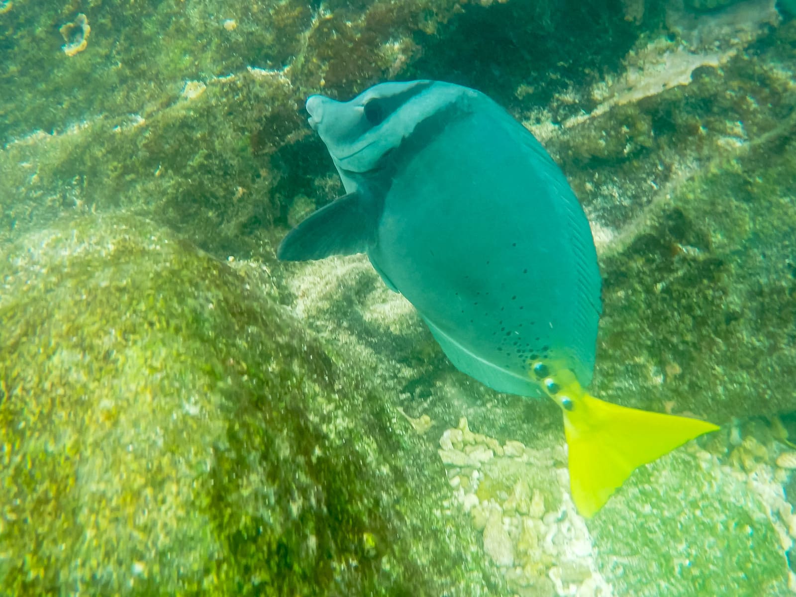 Yellow-tailed Surgeon Fish | Galapagos