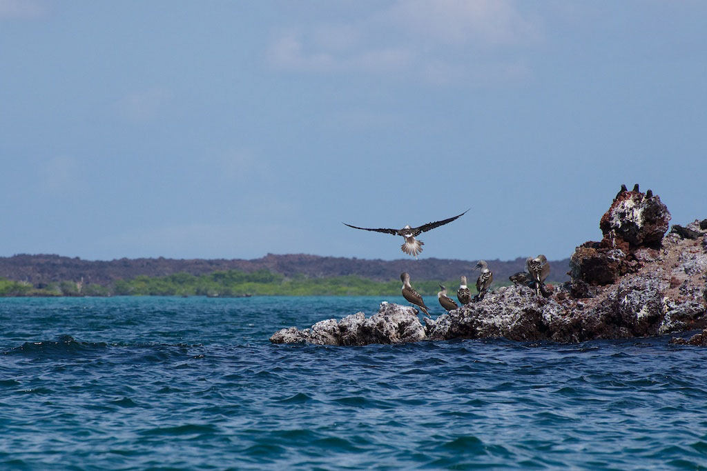 blue footed booby Elizabeth Bay