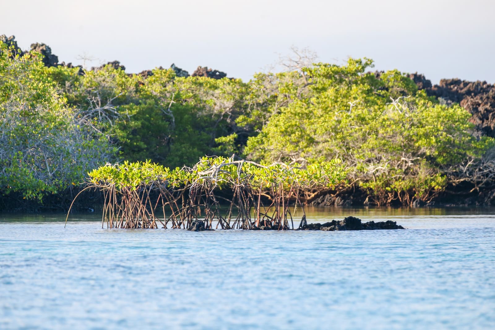 elizabeth bay galapagos