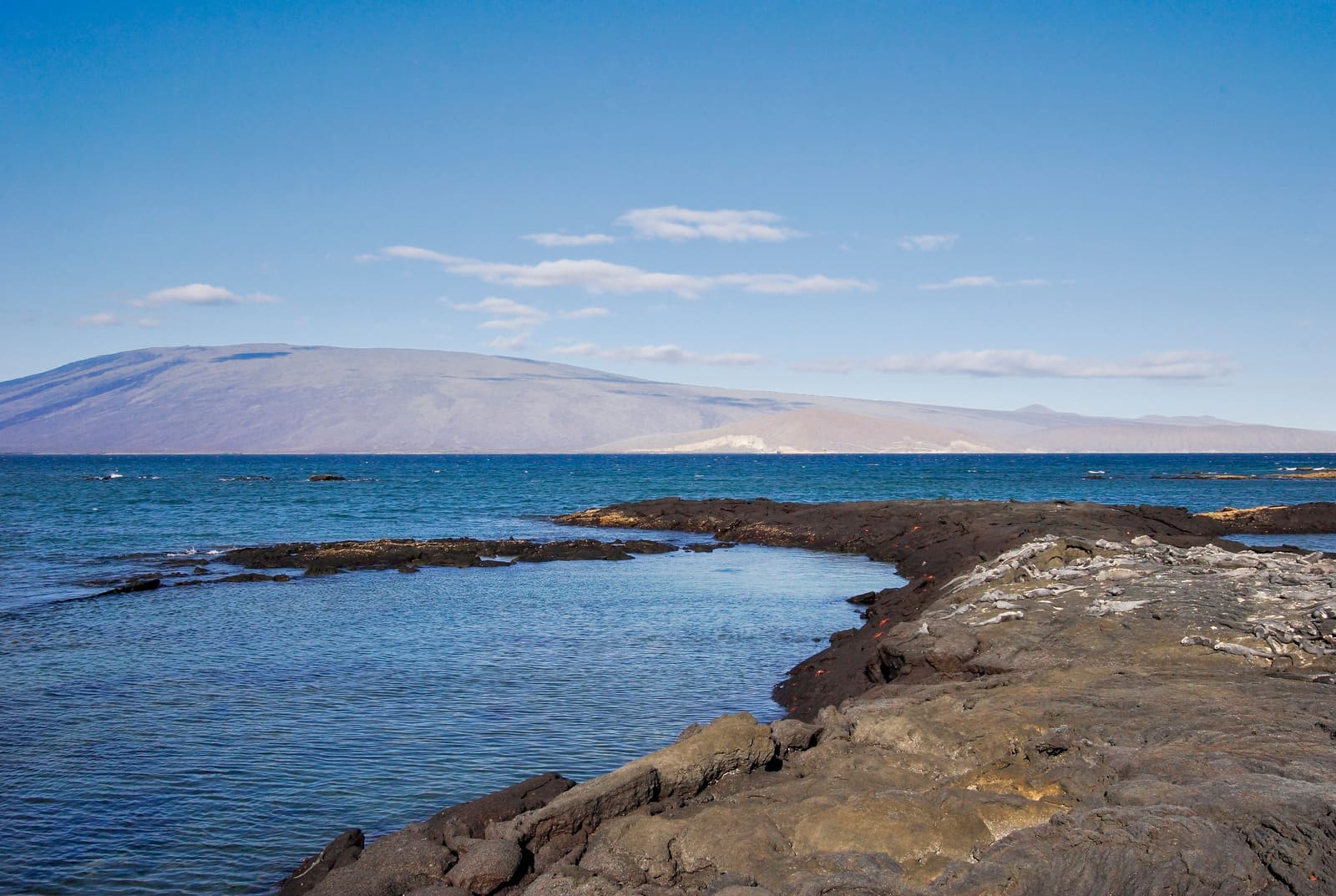 espinosa point, fernandina island, galapagos