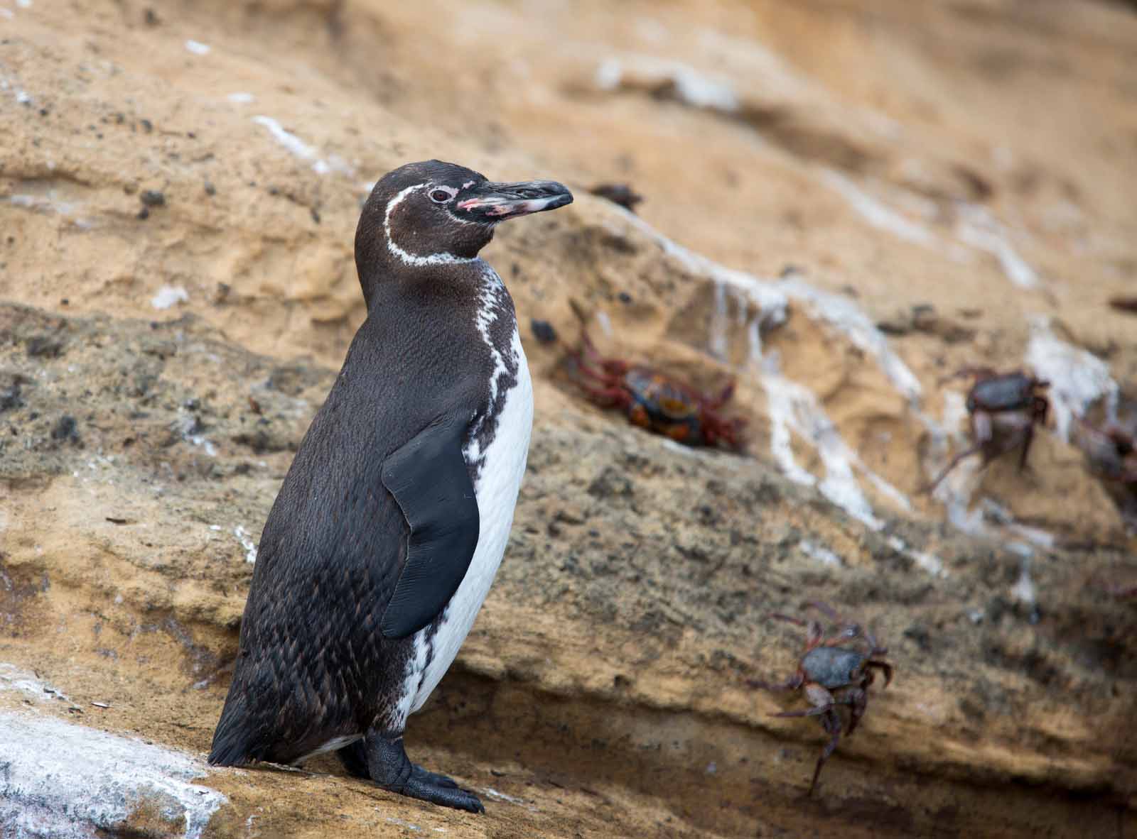 Galapagos Penguin