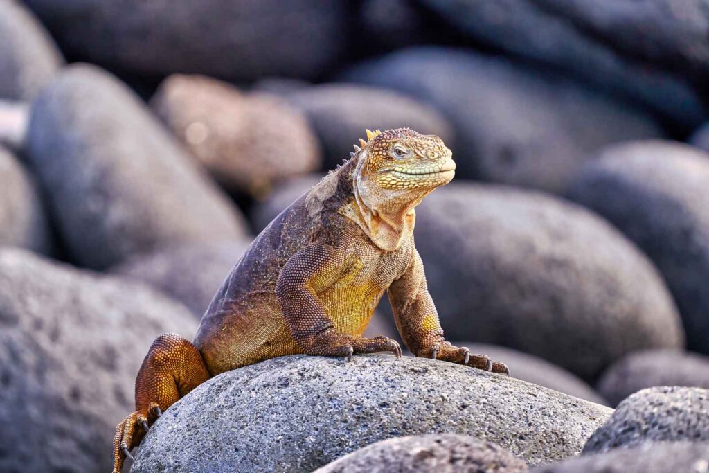 land iguana north seymour island Galapagos Ecuador