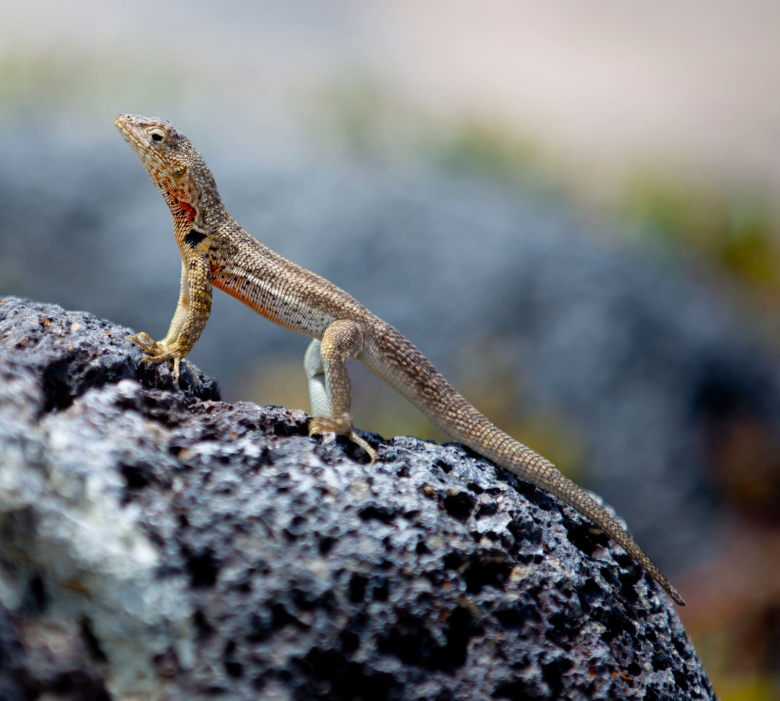 lava lizard galapagos islands