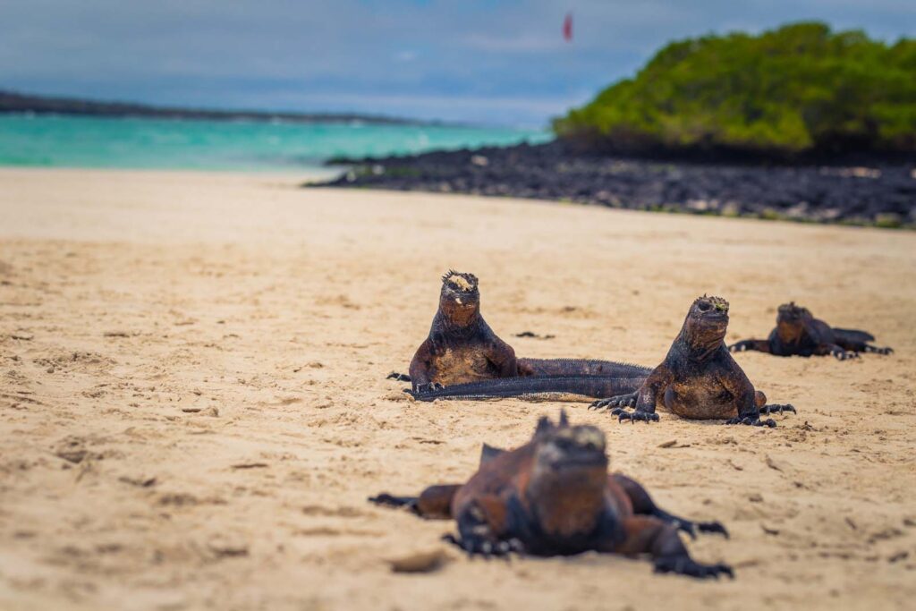 Marine Iguanas in Tortuga Bay in Santa Cruz Island, Galapagos Islands, Ecuador