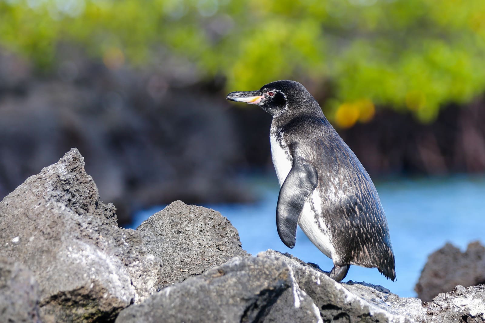 penguin, elizabeth bay, galapagos - Canva - todamo