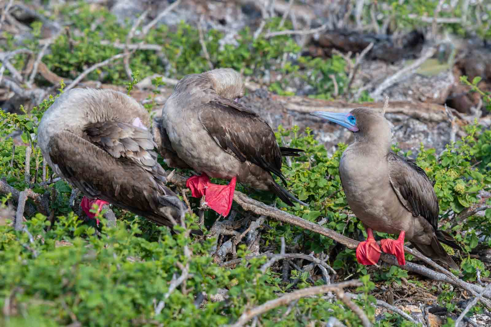 Red-footed booby, Galapagos islands, three birds perching