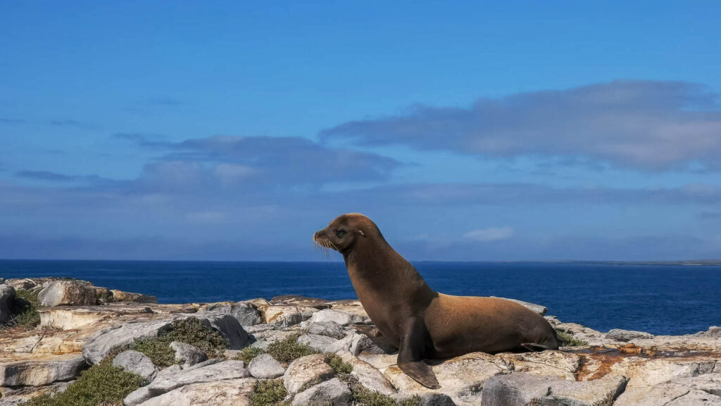 sea lion on isla south plazas in the galapagos sea lion on isla south plazas in the galapagos