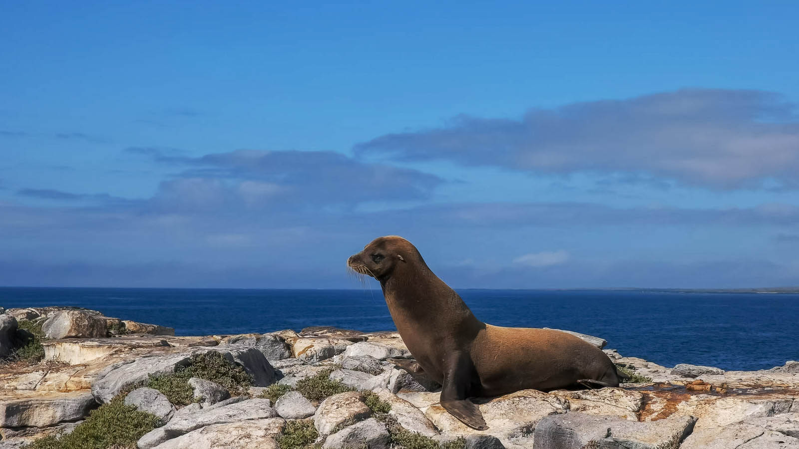 sea lion on isla south plazas in the galapagos