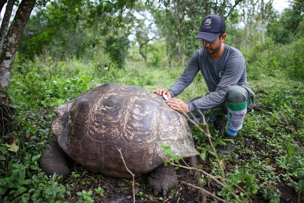 Park ranger Joan Solórzano installs a satellite device on a tortoise in southern Isabela Island to record its position and movements.