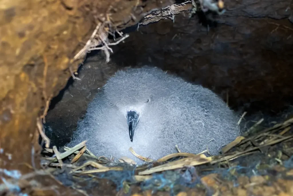 A Galápagos petrel chick found in one of the nests documented during the recent expedition on Isabela Island.