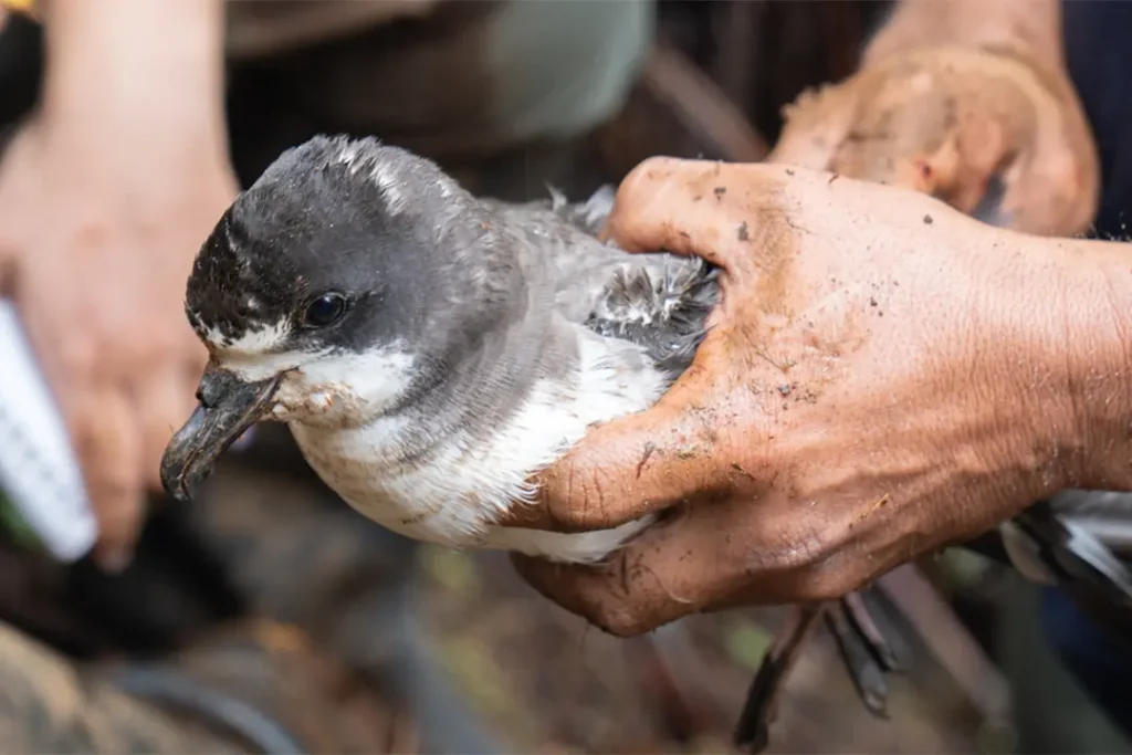 Assessment of a juvenile Galápagos petrel (Pterodroma phaeopygia) during a monitoring activity for this protected species