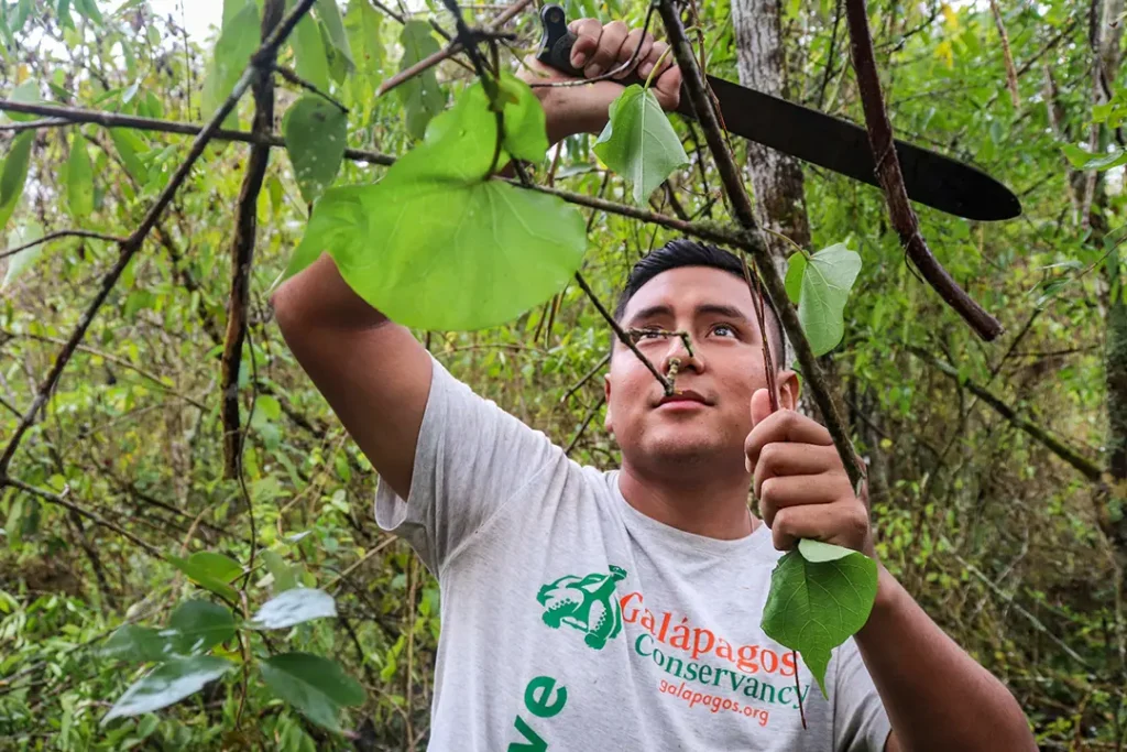 Freddy Tupiza, a technician with Galápagos Conservancy's Scalesia Project, in southern Isabela