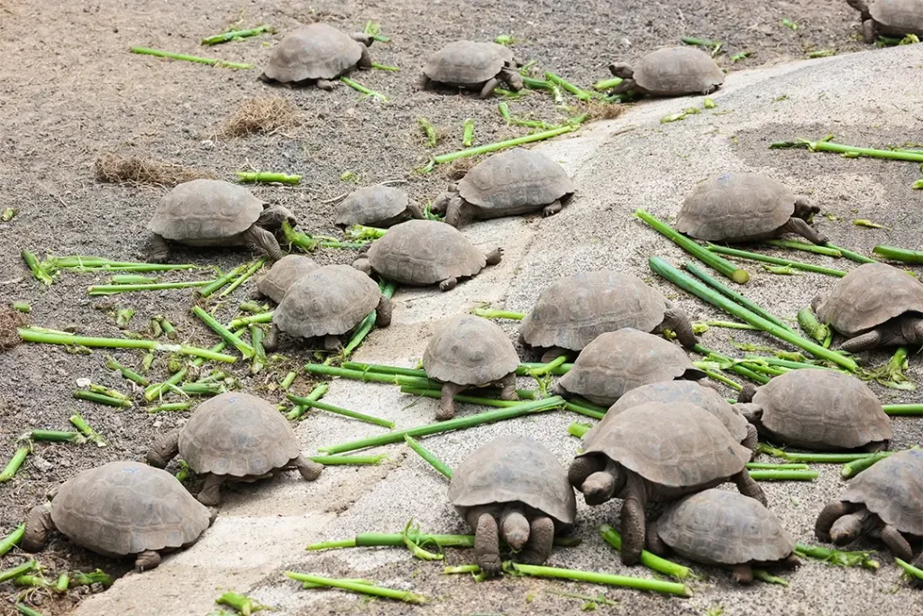 Juvenile tortoises feeding at the Isabela Breeding Center