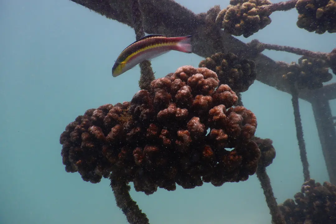 A Galápagos coral shows healthy growth in the nursery, demonstrating remarkable resilience.