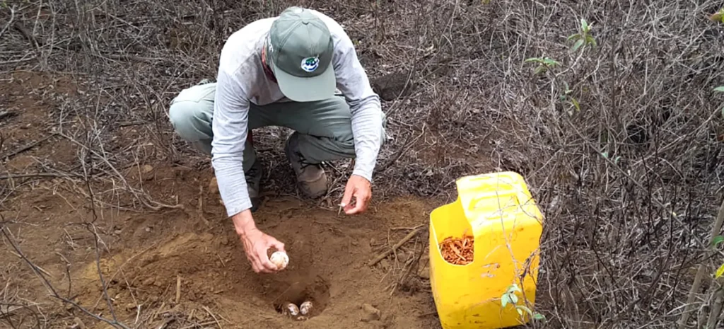 A park ranger collects tortoise eggs on southern Isabela during one of the 15 expeditions supported by Galápagos Conservancy.