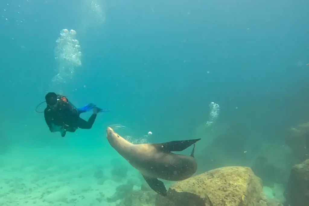 A scout dives alongside a sea lion, an emblematic and endemic species of Galápagos.