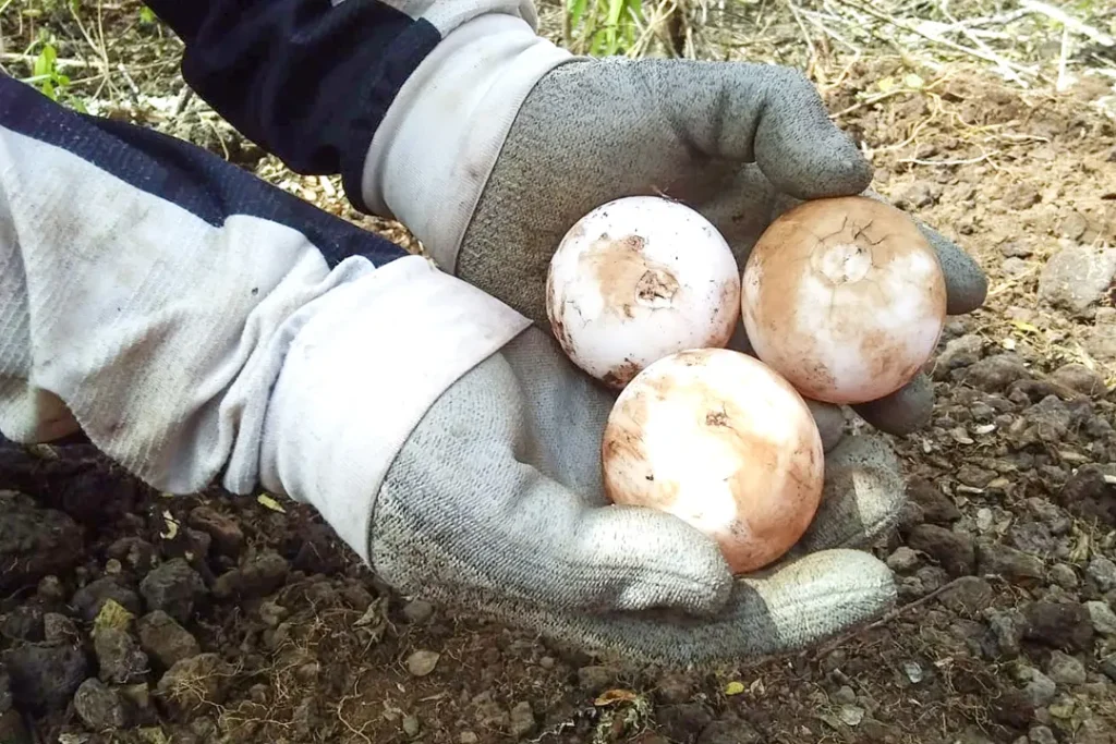 Tortoise eggs are carefully transported to the Breeding Center, where they will receive the necessary care to develop in a controlled environment. 