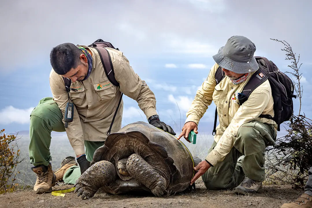 Walter Chimborazo, Roberto Jimenez and a giant tortoise from the species Chelonoidis Becki