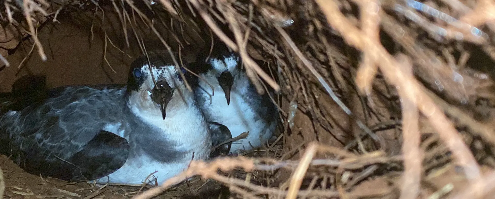 A pair of Galápagos petrels nesting.