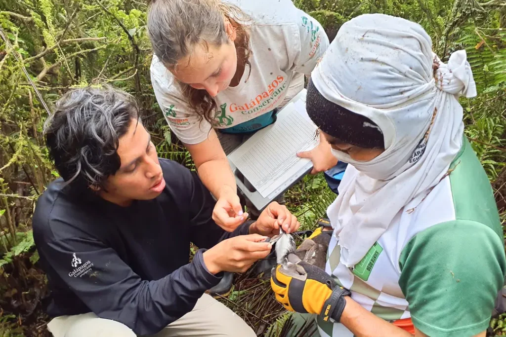 Janaí Yépez (left), field assistant at Galápagos Conservancy, with researcher Dolménica Pineda and park ranger Milton Calva 