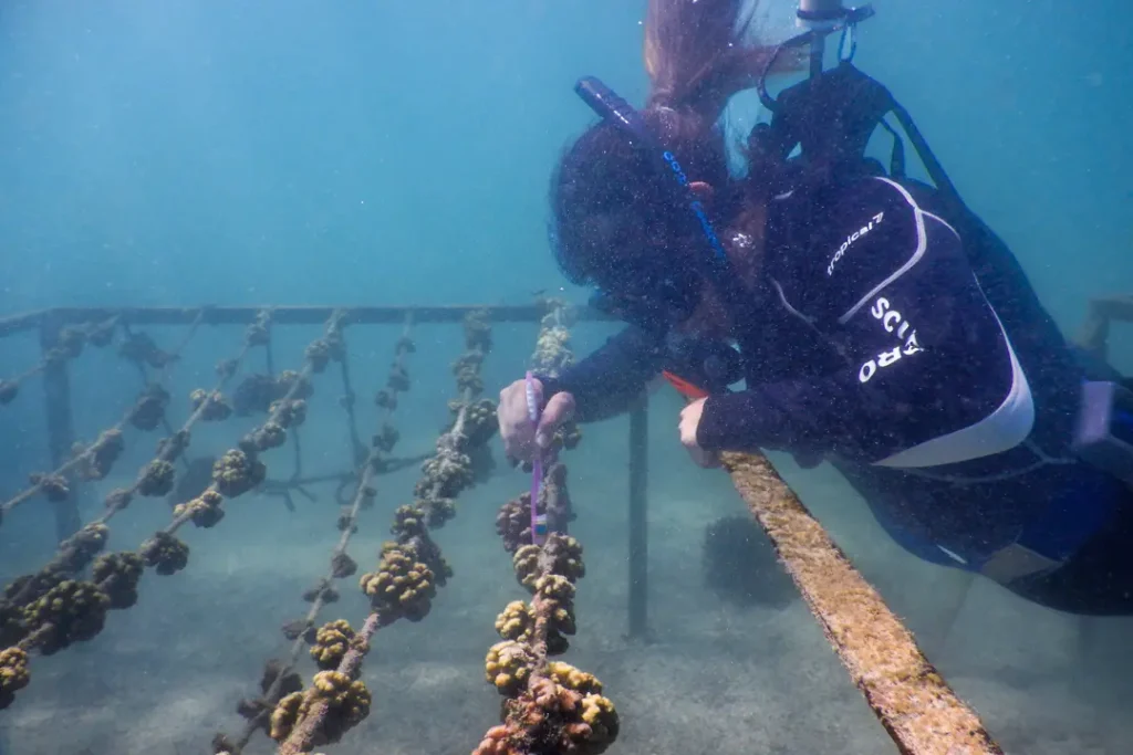 Park rangers perform maintenance work in the coral nursery to ensure the health and optimal growth of the cultivated corals.