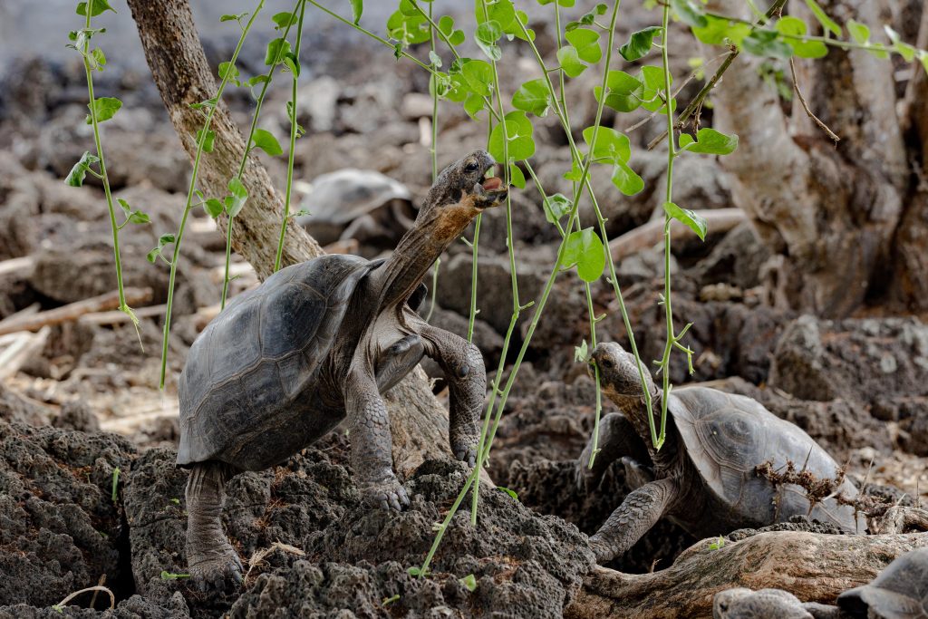 Young tortoises grow in semi-natural conditions at the breeding center 