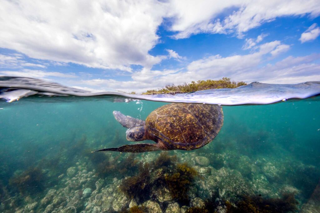 Galápagos Islands, Ecuador