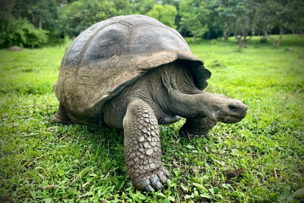 A giant tortoise from Santa Cruz Island with a domed carapace, characteristic of populations that thrive in humid environments.