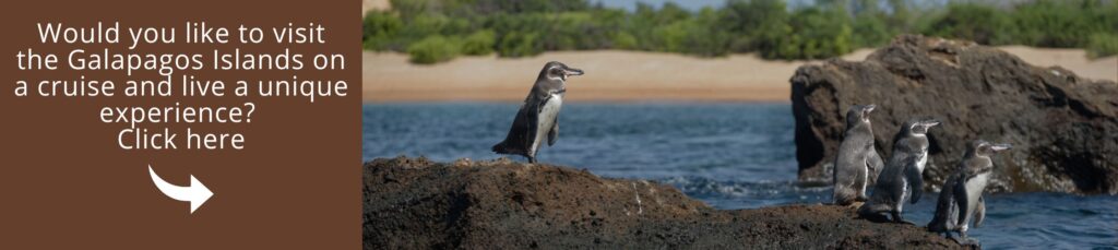 Visit galapagos on a cruise with us