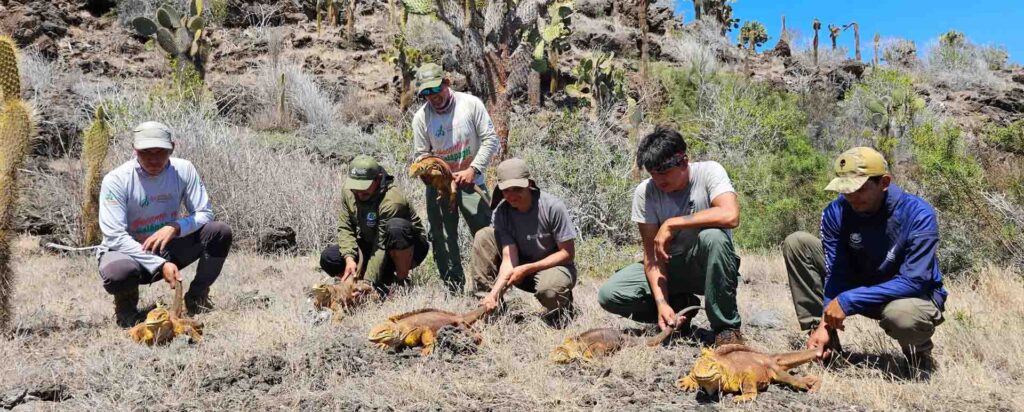 Reintroduction of 505 yellow land iguanas to Santiago Island to support ecosystem restoration.