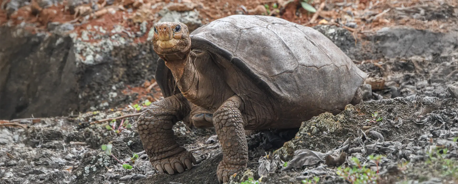 New Study Confirms the Genetic Diversity of Galápagos Giant Tortoises ...