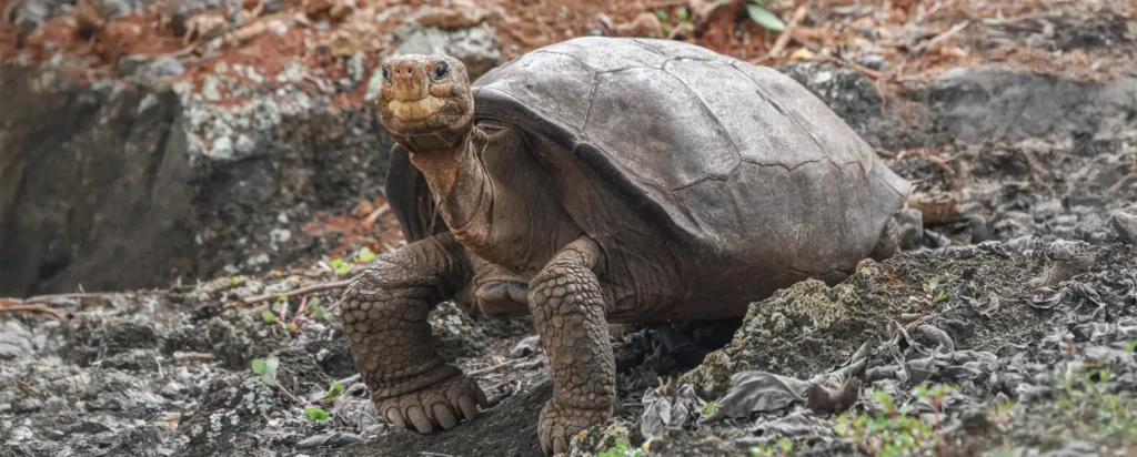 The last known survivor of the Fernandina Island tortoise species, currently protected at the Fausto Llerena Breeding Center on Santa Cruz Island.