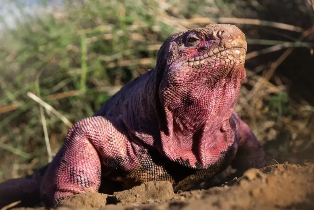 The pink iguana, a central focus of 2024 efforts to study and protect this critically endangered endemic species.