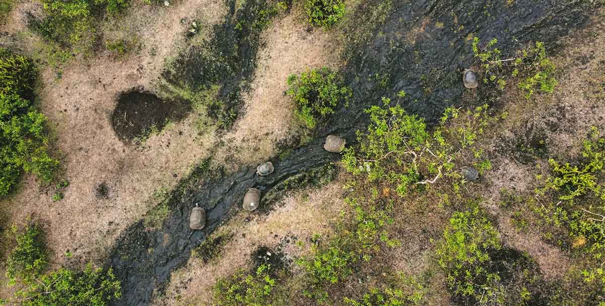 A group of tortoises captured by a drone moves across an ancient lava flow in search of water following recent rainfall.