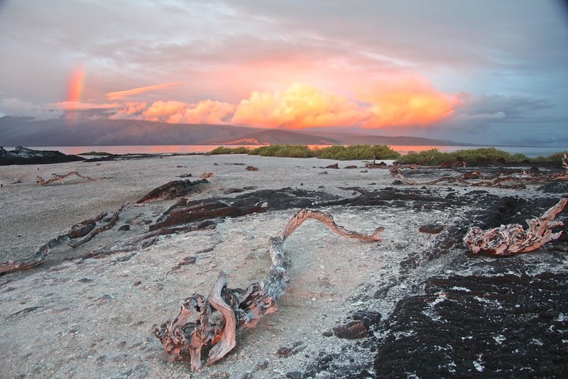 Espinoza Point | Fernandina Island