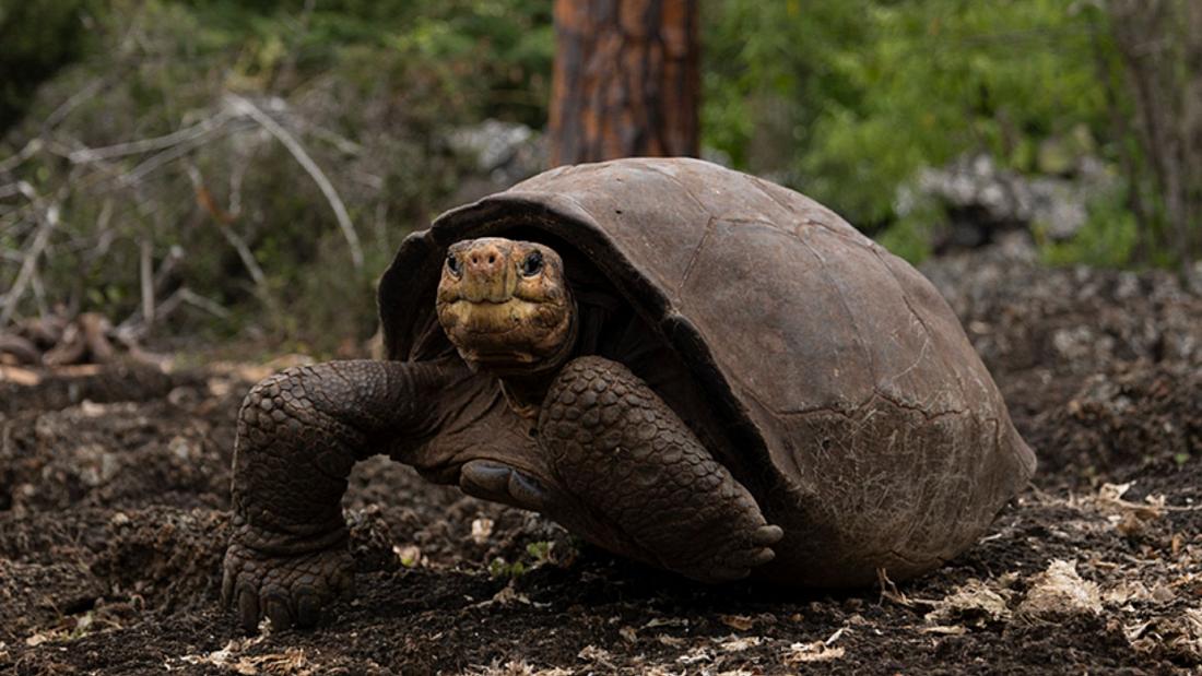 Fernandina Giant Tortoise