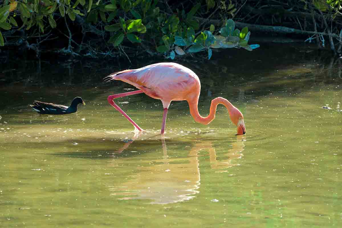 Flamingo galapagos