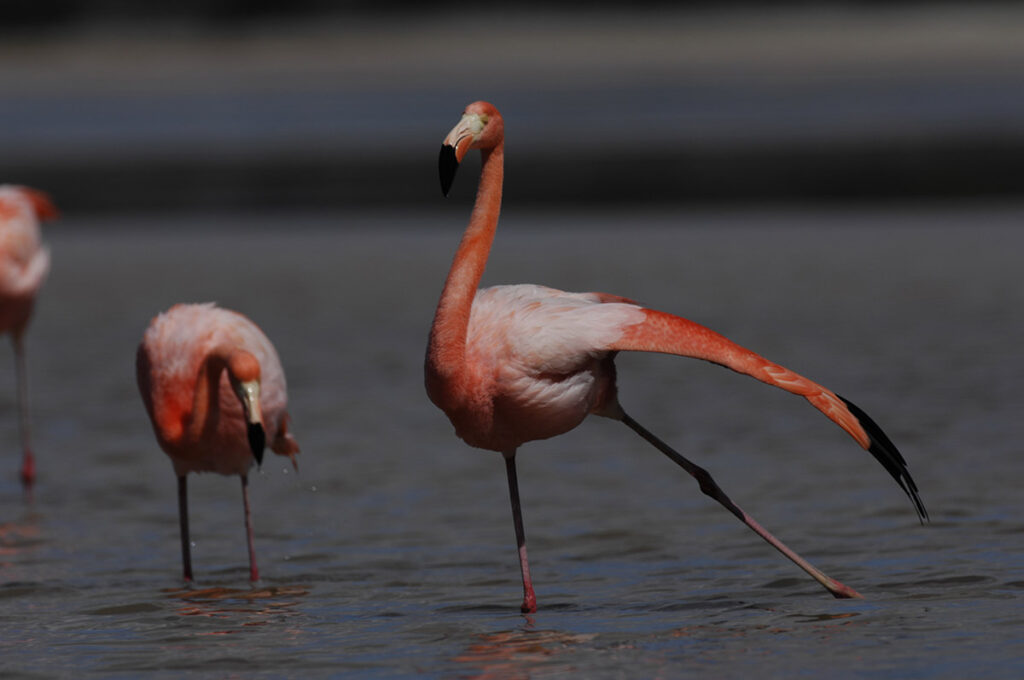 Flamingos Bachas (Santa Cruz)