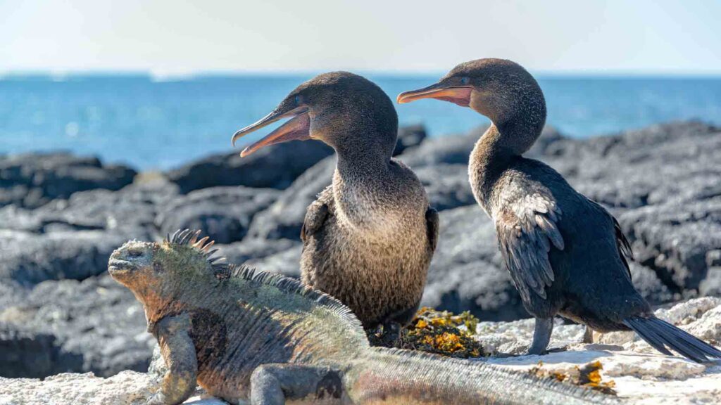 Flightless cormoran