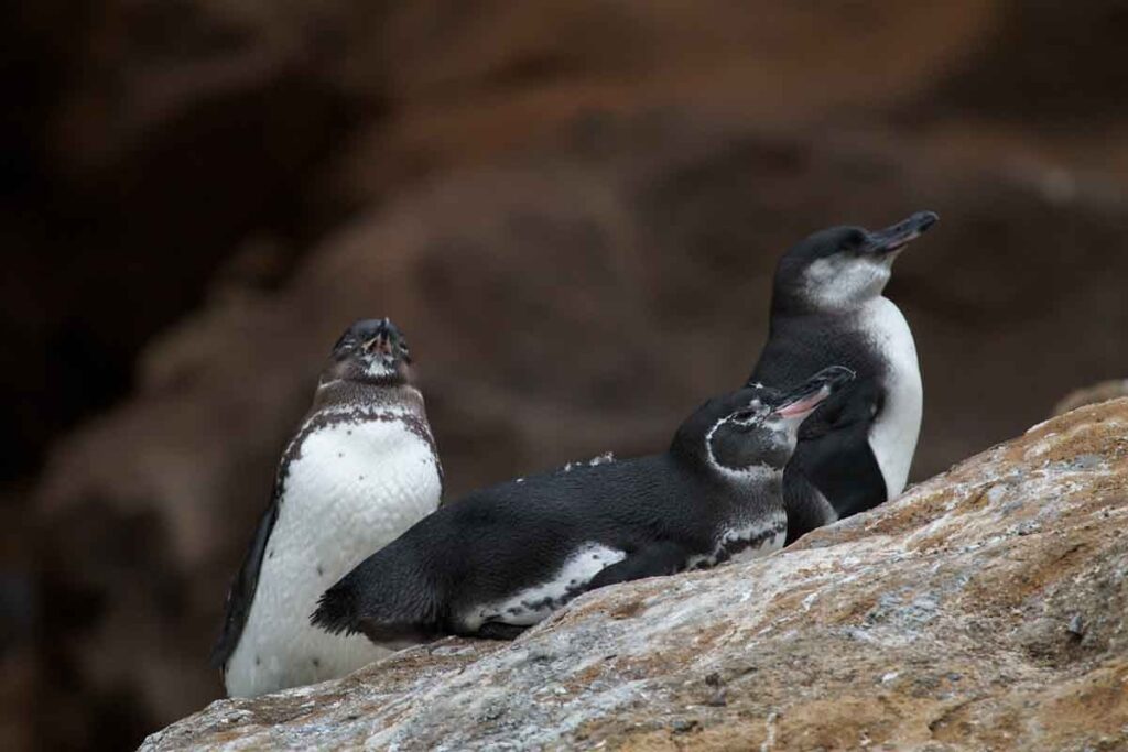 Floreana Island Penguins