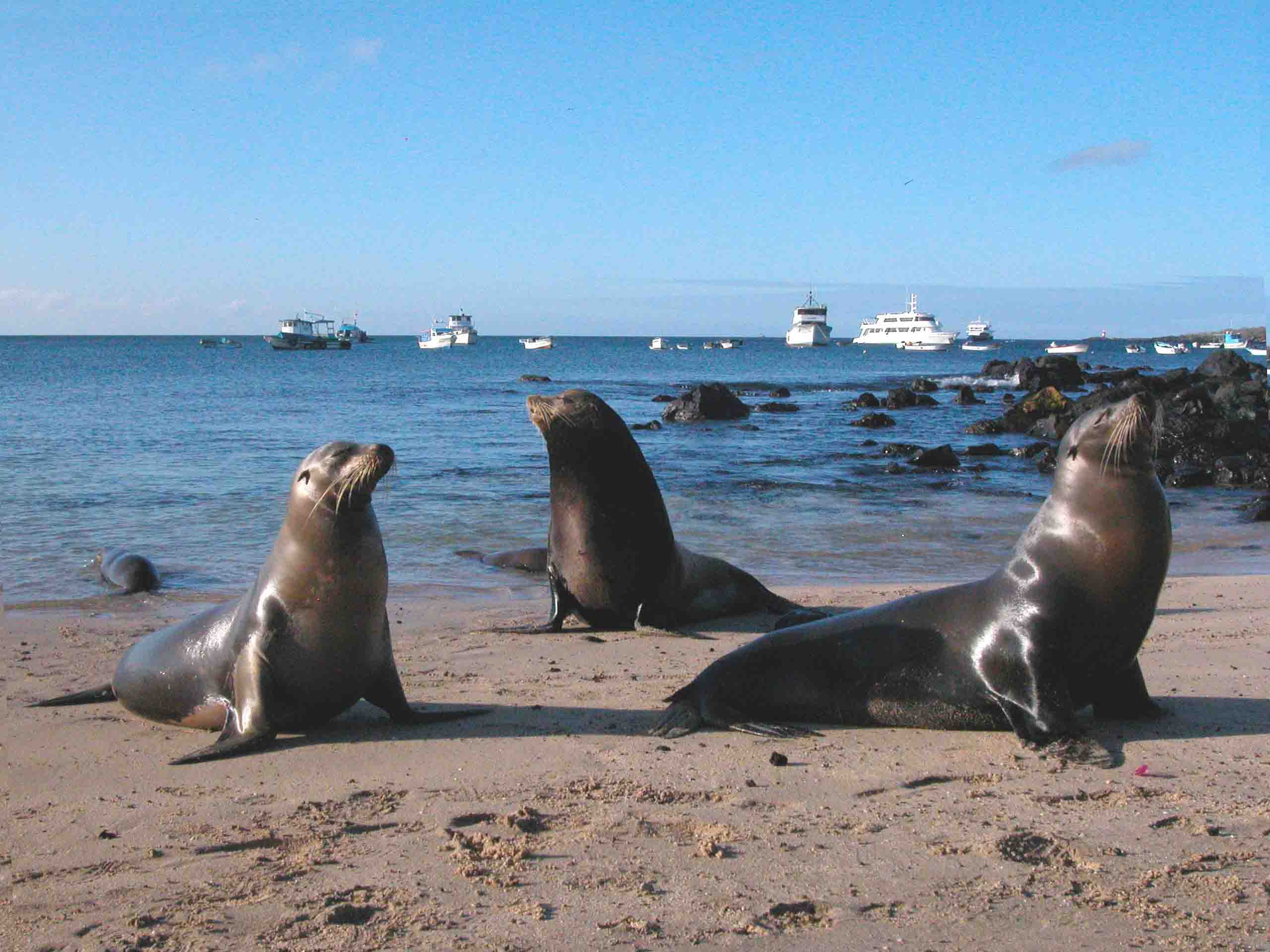 GALÁPAGOS Baquerizo Moreno San Cristóbal