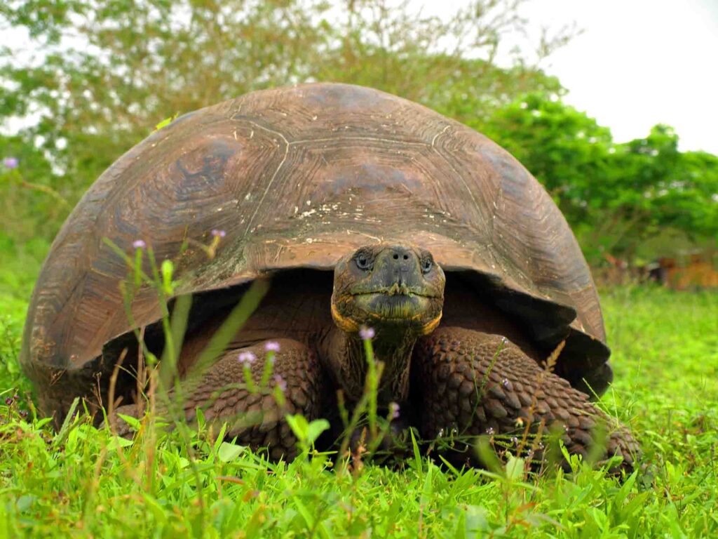 Giant Tortoises | Galapagos