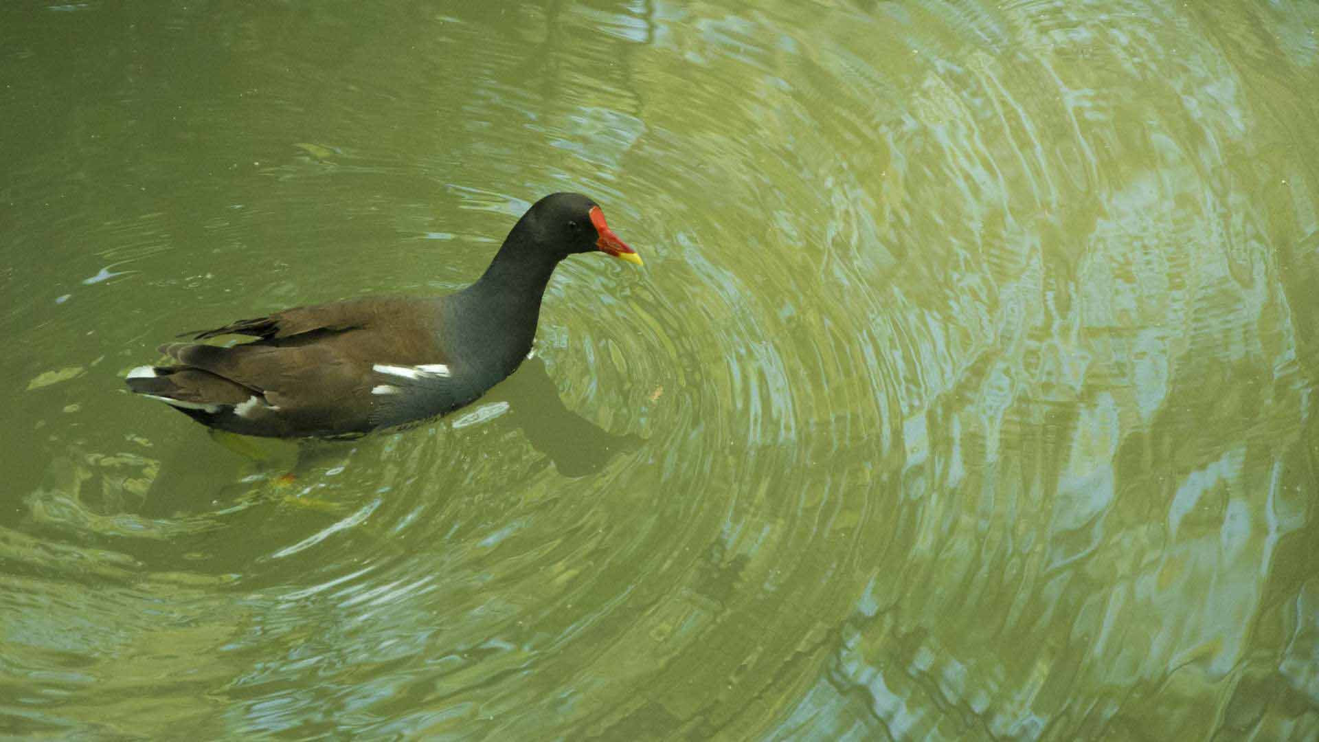 Gallinule | Galapagos