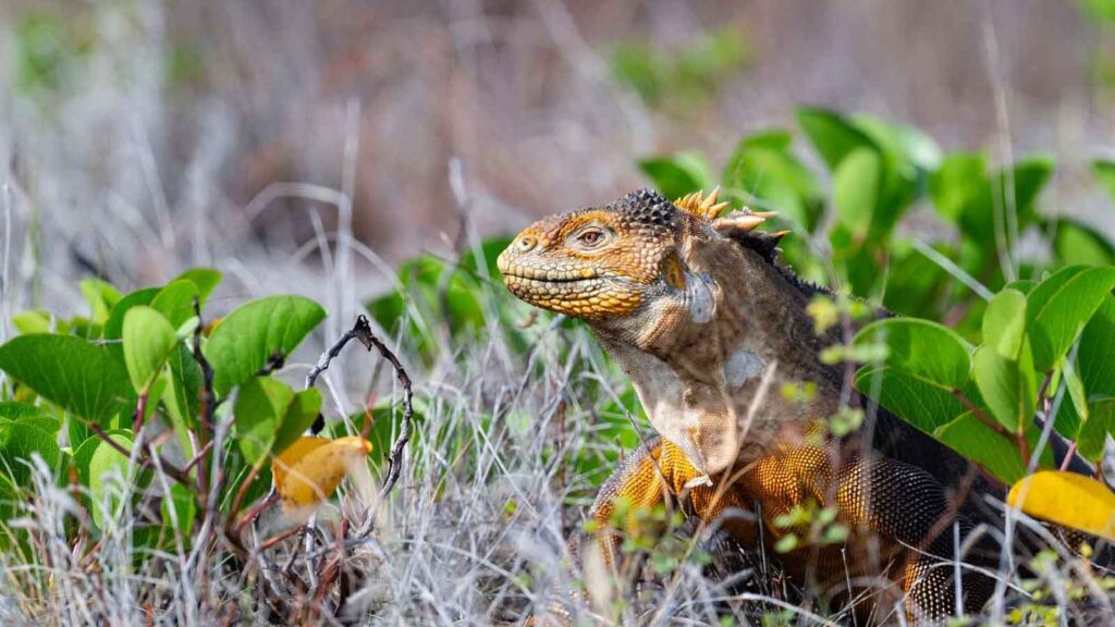 Land iguana galapagos