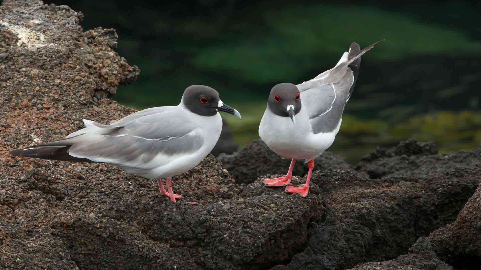 Lava gulls | Galapagos