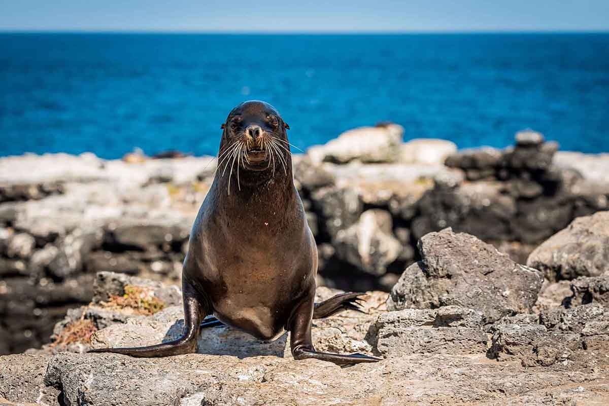 Lobos island