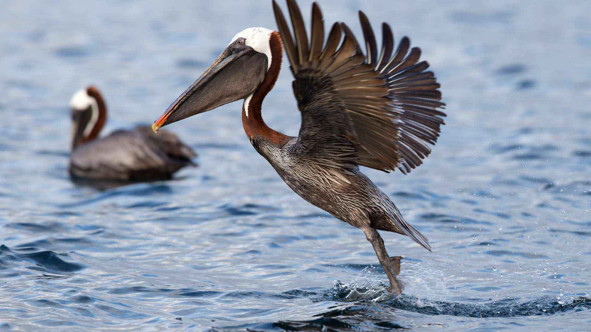 Pelican