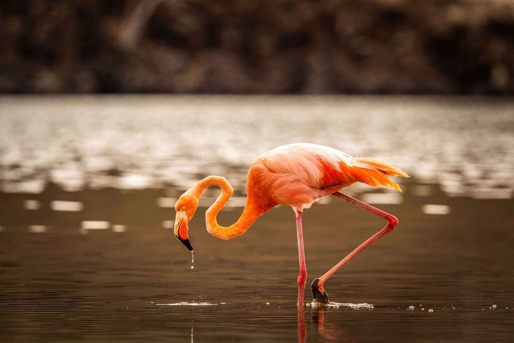 Flamingo | Rabida Island